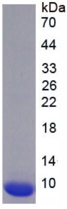 SDS PAGE (SLC1A2-2060H).jpg